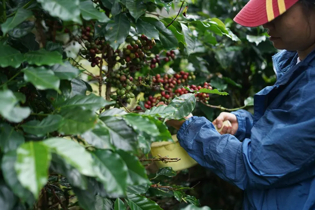 Trabajador recolectando frutos maduros de café en una plantación