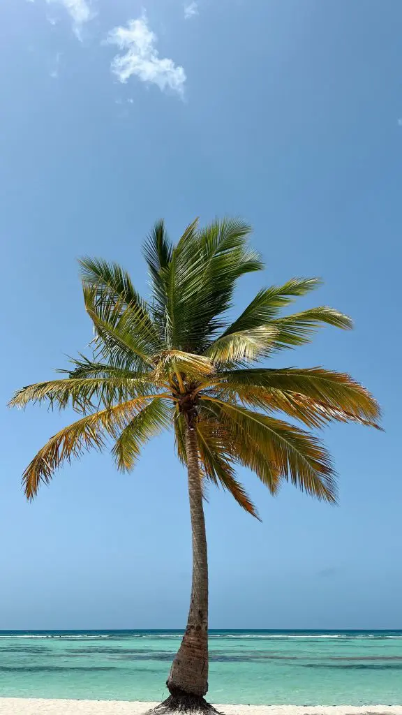 Palmera en una playa de La Altagracia