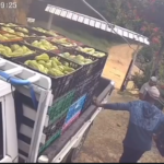 Cámara capta incidente con empleados cargando vegetales en un camión en Jarabacoa