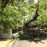 Árbol cae encima de una residente de Dajabón por incidencia de fuertes lluvias