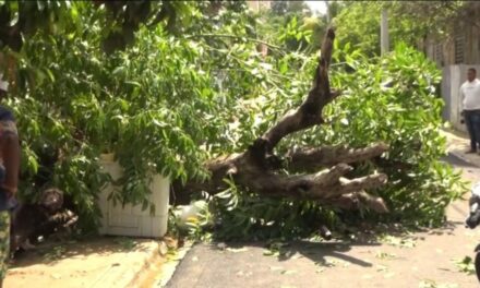 Árbol cae encima de una residente de Dajabón por incidencia de fuertes lluvias