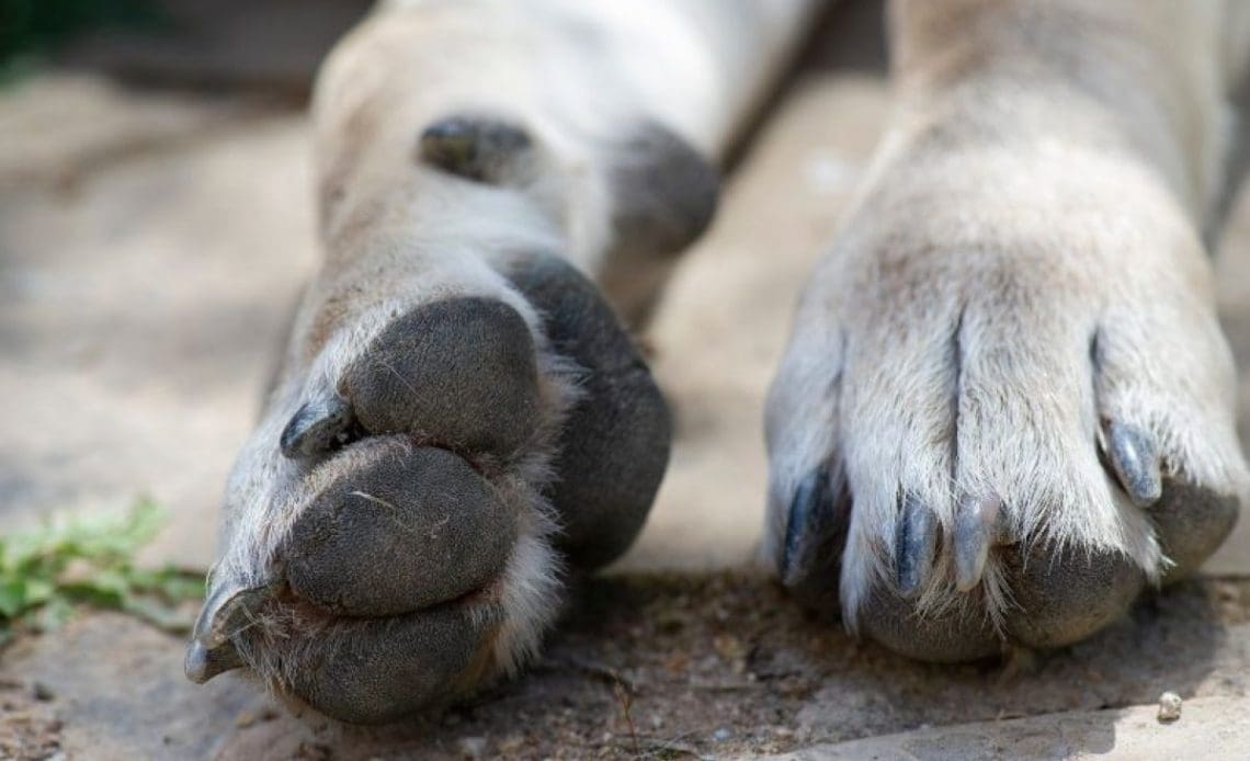 perros 1140x694