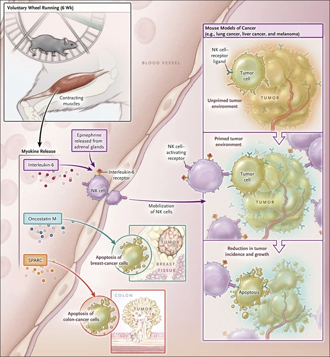 Podría tener efectos anticancerígenos