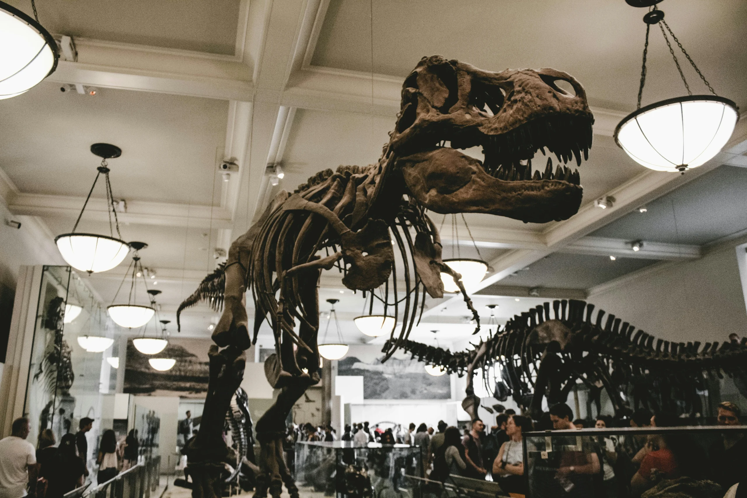 Photo by <a href="https://unsplash.com/@aditya1702?utm_source=unsplash&utm_medium=referral&utm_content=creditCopyText">Aditya Vyas</a> on <a href="https://unsplash.com/photos/people-standing-besides-dinosaur-skeletons-BLkamCbE-so?utm_source=unsplash&utm_medium=referral&utm_content=creditCopyText">Unsplash</a> 