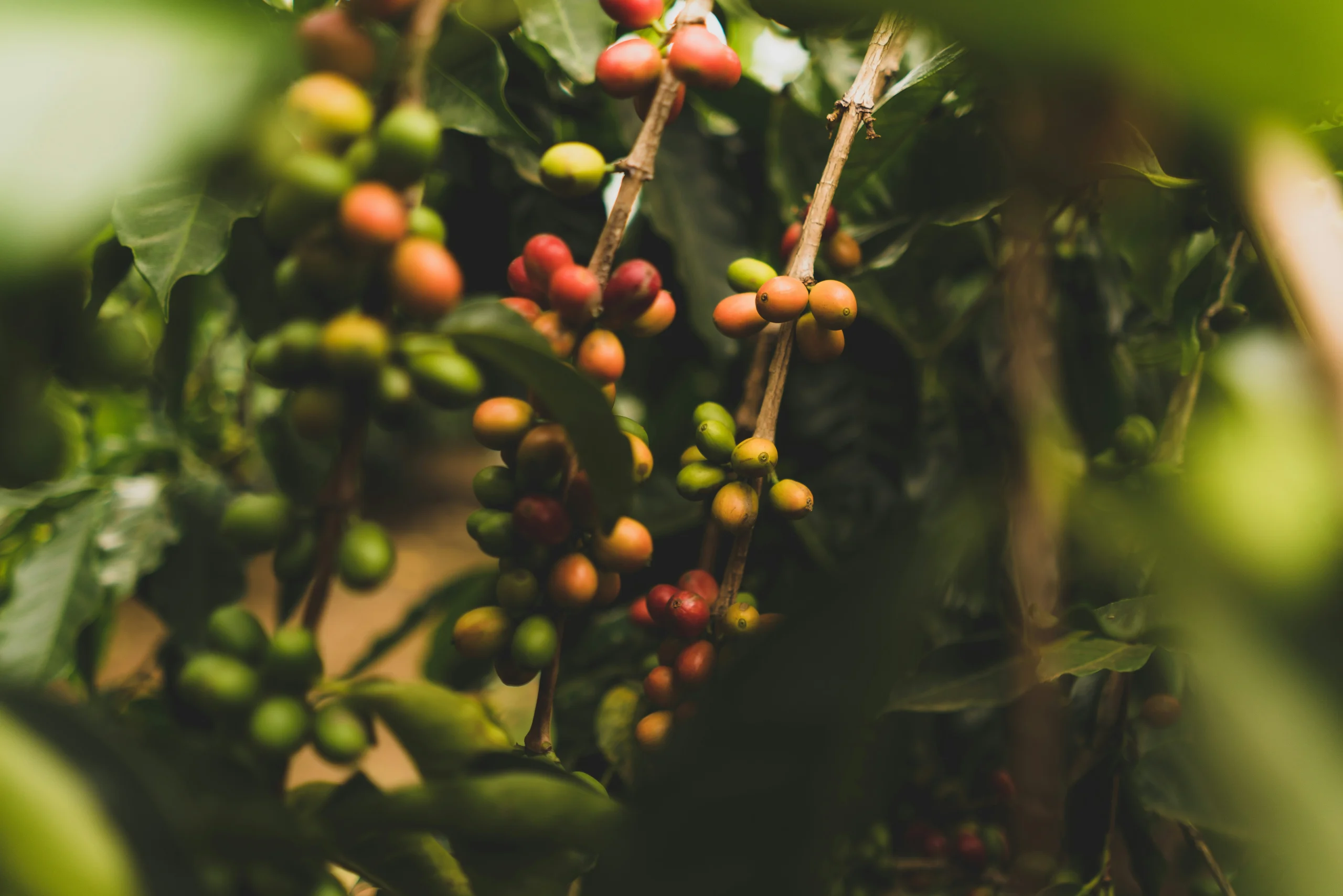 Foto por <a href="https://unsplash.com/@clintmckoy?utm_source=unsplash&utm_medium=referral&utm_content=creditCopyText">Clint McKoy</a> on <a href="https://unsplash.com/photos/round-green-and-red-berries-h28p96ICizo?utm_source=unsplash&utm_medium=referral&utm_content=creditCopyText">Unsplash</a>