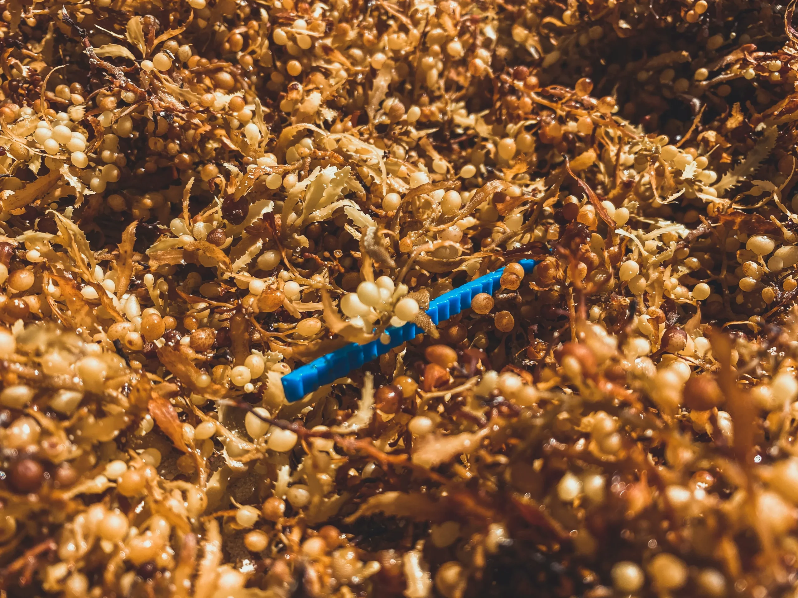 Foto de <a href="https://unsplash.com/es/@naja_bertolt_jensen?utm_source=unsplash&utm_medium=referral&utm_content=creditCopyText">Naja Bertolt Jensen</a> en <a href="https://unsplash.com/es/fotos/un-pequeno-juguete-azul-ld9PgJUAicM?utm_source=unsplash&utm_medium=referral&utm_content=creditCopyText">Unsplash</a> 