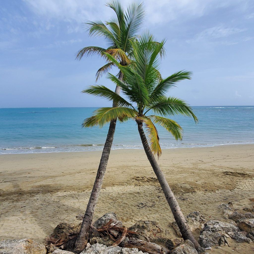 Palmeras frente al mar en una playa dominicana