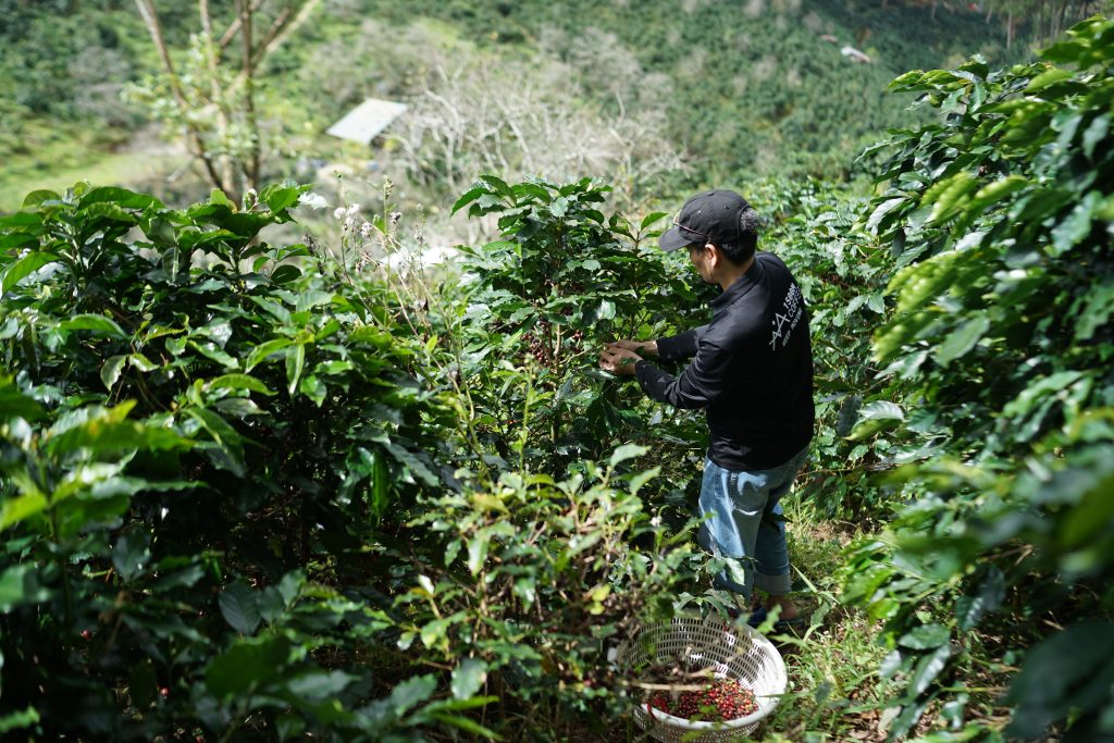Cosecha de café en una plantación de montaña