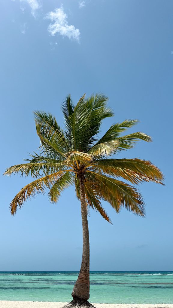 Palmera en una playa de La Altagracia