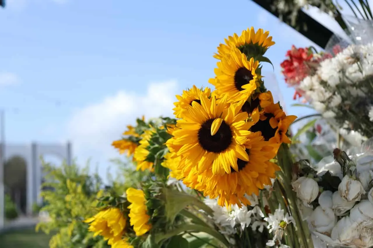 Girasoles colocados en los alrededores de la funeraria. (DIARIO LIBRE/JUAN GUIO)