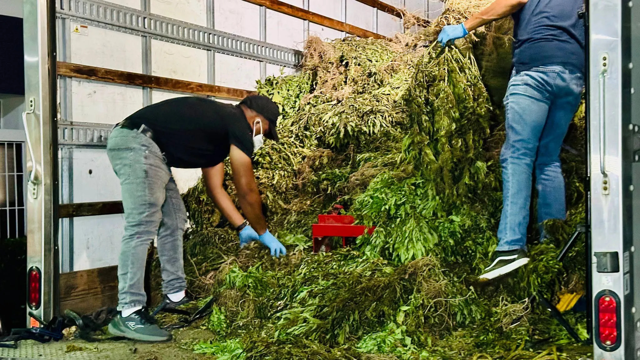 Ocoa la mayor plantación de marihuana registrada en RD