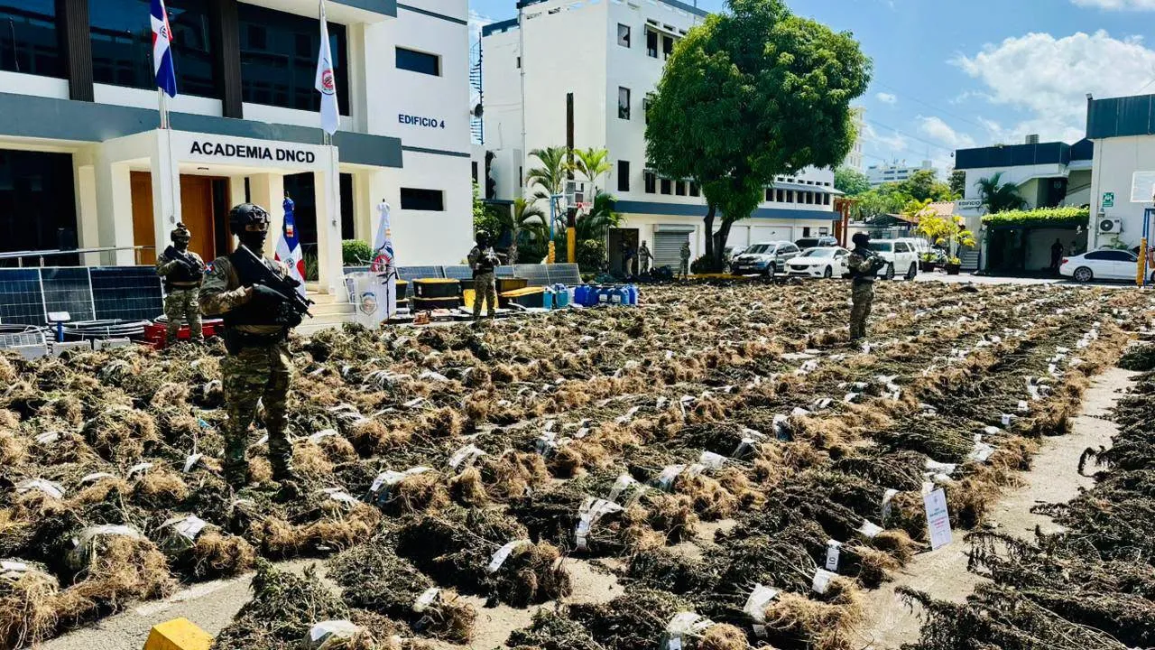 mayor plantación de marihuana registrada en RD