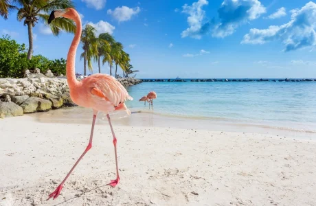 Comparación de islas del Caribe para un viaje — portada