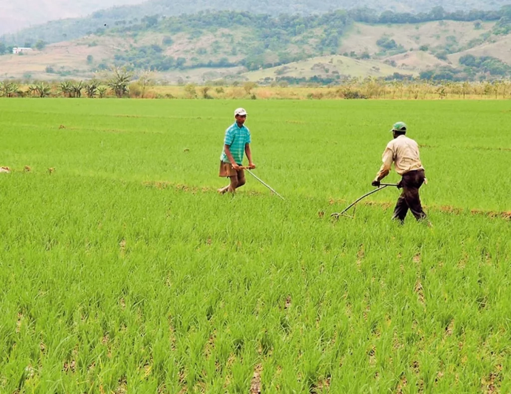 Estados Unidos está reclamando a República Dominicana desproteger el arroz.