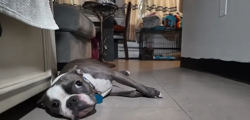 Bambi, mascota de Paula