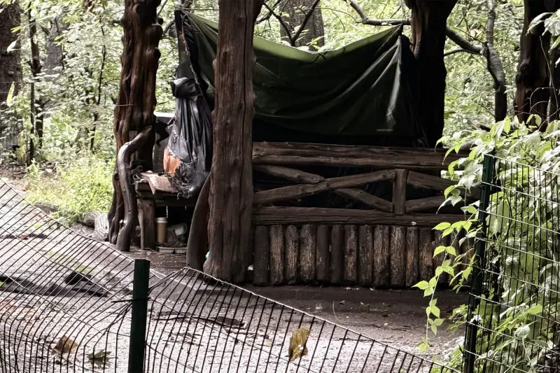 La querida artista sin hogar Lee Rogers, de 63 años, conocida por sus pinturas de aves en Central Park, fue encontrada sin vida en una glorieta del parque.