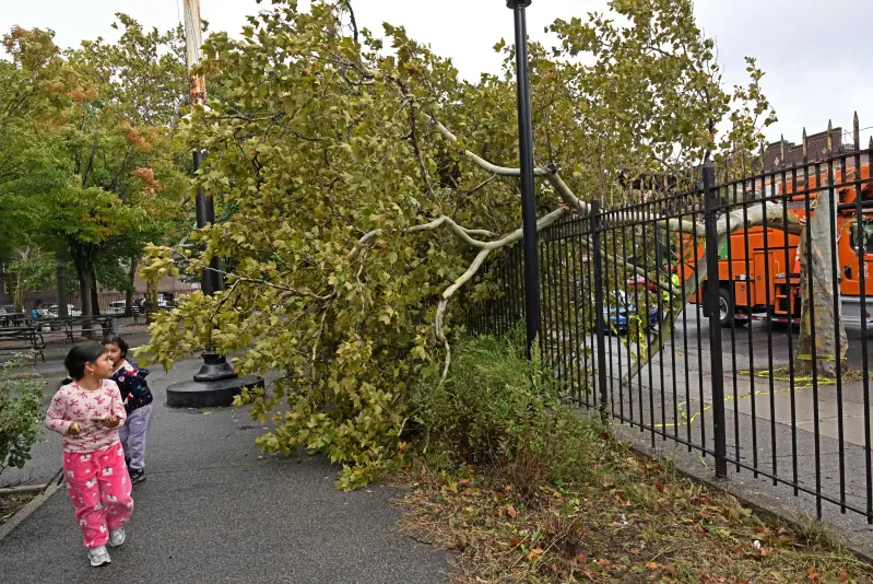 Se puede ver un segundo árbol caído en Cypress Hills Park en Brooklyn, NY, ya que este árbol está ubicado en el lado opuesto del parque donde Leighton Brown, trabajador de NYCHA de Cypress Hills Houses, dejó de existir a causa de la caída de un árbol durante la tormenta invernal.